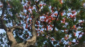 東和公園77歲鳳凰木開花（2）台北市士林區東和公園內一株樹齡高達77歲的鳳凰木，樹高約16公尺，最近已進入盛花期，樹冠上開滿紅花，相當吸睛。（台北市工務局公園處提供）中央社記者梁珮綺傳真　107年6月10日