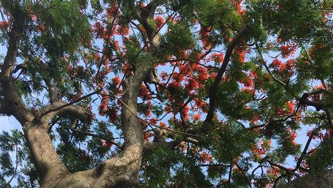 樹齡77歲鳳凰木　東和公園盛開