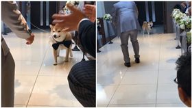 柴犬,狗,結婚,婚禮,戒指小童,新郎,豆助座衛門(圖/翻攝自mamesukezaemon IG)
