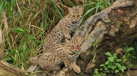 友善石虎！中市全國首創石虎保育自治條例，今議會審查。（圖／台中市政府）