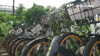 oBike違停亂象　佔據台大拖吊場