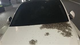 愛車布滿螞蟻（圖／翻攝自爆廢公社）