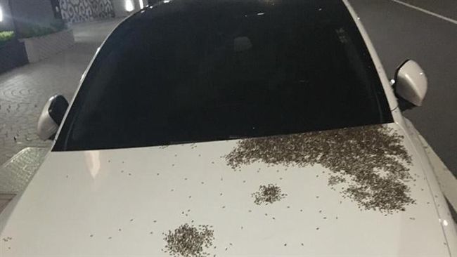 愛車陷螞蟻群侵襲　網友神解：會發財