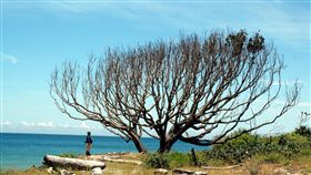南田海邊百年夫妻樹瓊崖海棠（1）台東南田海邊、阿塱壹古道入口處，往太平洋眺望，海邊有「兩棵」已乾枯的百年瓊崖海棠，矗立在沙灘上，樹幹蒼勁，被當地民眾稱為見證堅貞愛情的「夫妻樹」。（檔案照片）中央社記者盧太城台東攝　107年6月12日