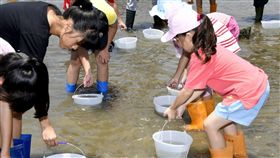 澎湖海域再放流10萬隻沙蟹（3）農委會水試所澎湖海洋生物研究中心12日在白沙鄉後寮淺坪陸地沙灘及海上放流10萬多隻俗稱「沙蟹」的遠海梭子蟹苗，白沙後寮國小師生也到場響應，接力放流。中央社  107年6月12日