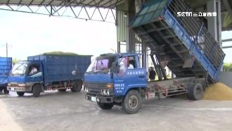 農民憂豪雨搶收割　農委會宣布將收購