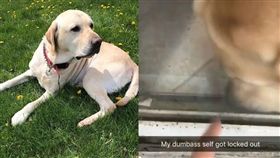 毛孩神救援！馬麻受困門外曬太陽　拉拉聰明解鎖開門(圖／翻攝自samthegoodboi instagram）
