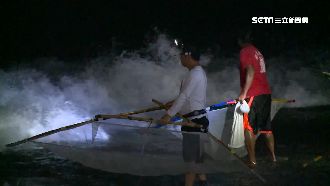 一斤500元！漁民搶撈日禿頭鯊魚苗