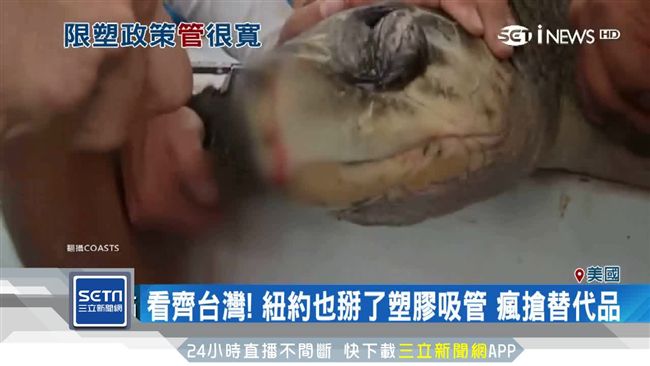 吸管害海龜重傷　專家：別以為沒什麼