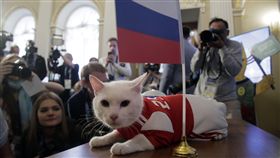 白貓阿基里斯預測開幕戰獲勝球隊。（圖／美聯社／達志影像）