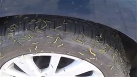 輪胎滿滿毛毛蟲／臉書爆料公社