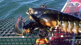 捕獲巨無霸龍蝦…掀肚一看不得了　霸氣船長秒下令：放生！
圖／翻攝自Capt. John's Bar YouTube
https://www.youtube.com/watch?v=HpJD278oV9E