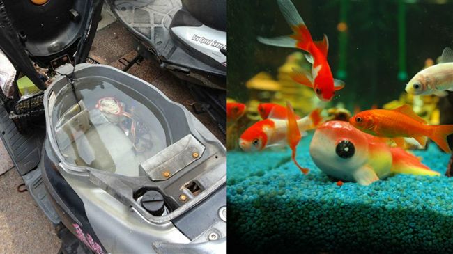 高雄豪雨！車箱沒關成「行動水族箱」