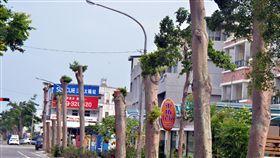 颱風季來了　台東又見整排斷頭樹（2）台東市又見「斷頭樹」，興安路2公里長，上面數百棵5層樓高小葉欖仁被砍成高矮不一，高的2層樓，矮的不到一樓高，有的留下幾根樹枝，有的則是光禿禿的一根樹幹。中央社記者盧太城台東攝　107年6月14日