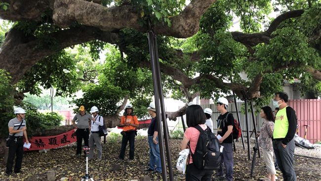 謠傳茄苳樹王將全面開挖　中市府澄清