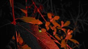 台積電南科廠成功復育螢火蟲台積電經過3年努力，成功在南科晶圓14廠第三期生態池復育螢火蟲，圖為水生黃緣螢。（台積電提供）中央社記者張建中傳真　107年5月1日