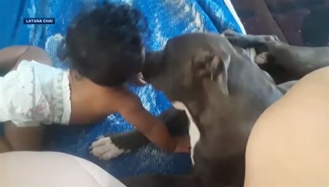 比特犬見失火　咬女嬰尿布拖人急逃生