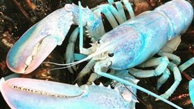 龍蝦,粉藍,加拿大,捕獲,水族館,IG,Instagram,Robinson Russell,餐廳,基因,突變,海 圖／翻攝自IG 