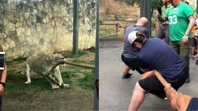 動物園拔河大戰！3猛男崩潰輸2歲…