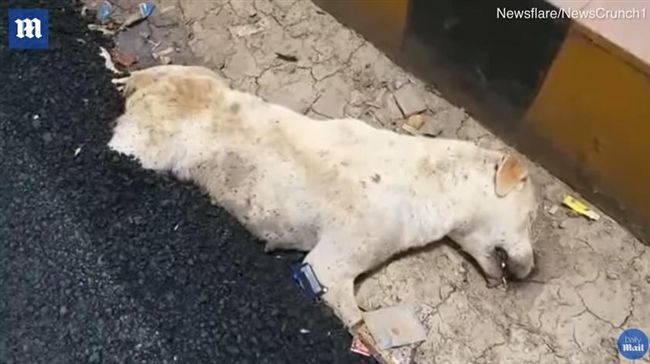 慘遭滾燙瀝青活埋　無辜小狗慘死路邊