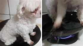 虐狗,平底鍋,煎煮,煎烤,馬爾濟斯,狗狗,毛小孩（圖／翻攝自我要當流浪動物義工救援團隊）