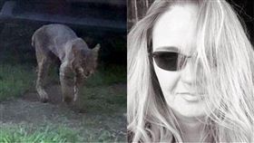 阿嬤,山貓,攻擊,狂犬病,孫女,拍照,美國,喬治亞州,習性,狩獵,美洲豹,守護 圖／翻攝自臉書　