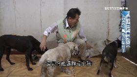 (擂台)貓狗拚選舉1800