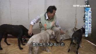 主打毛小孩！參選人盼獲年輕族群支持