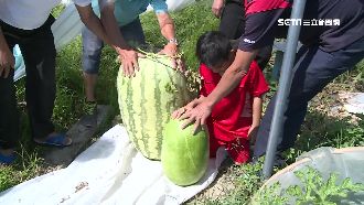 跟小朋友一樣高　百斤西瓜王現身苗栗
