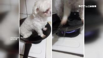 狗放平底鍋煎　虐狗男交保後拍片道歉