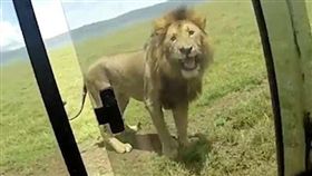 遊客開窗摸獅子　反遭獅子怒吼嚇到吃手手（圖／翻攝自英國 每日郵報 http://www.dailymail.co.uk/news/article-5851549/Safari-tourist-tries-stroke-lion-4x4-window-big-cat-lets-almighty-roar.html）