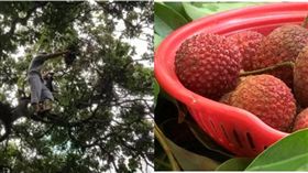 公園荔枝大豐收　陸民眾爬樹搶翻天「為啥不能摘？」　圖／翻攝南方都市報