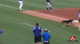 天生棒球魂！汪汪美技守備全場歡呼
（圖／翻攝自twitter）