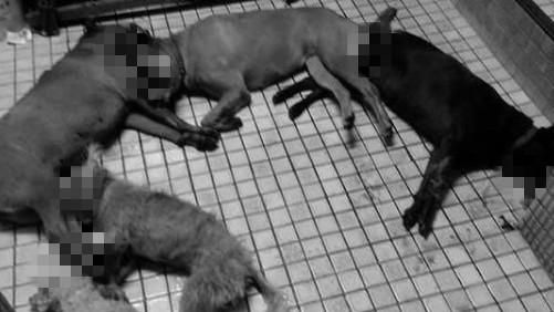 不爽鄰居養毛孩！他竟用農藥殺5狗