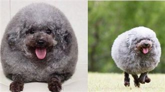 貴賓變身「海豹」　萌樣網友紛融化