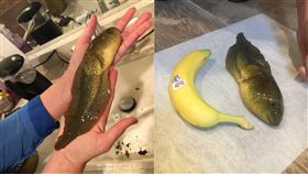 美國,蝌蚪,亞利桑那大學,Earyn McGee,twitter　圖／翻攝自twitter