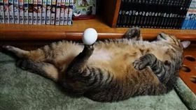 端午立蛋這樣立，網友看了直呼「特技表演」。（圖／翻攝爆廢公社）