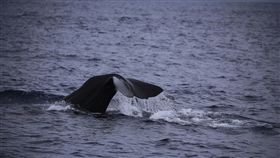 端午連續假　花蓮喜見抹香鯨（1）端午節連續假期，雖然花蓮也在豪大雨警戒範圍，還是有旅客堅持行程，賞鯨團看到12隻抹香鯨，遊客開心的說「太幸運了」。（多羅滿賞鯨提供）中央社記者盧太城台東傳真　107年6月18日