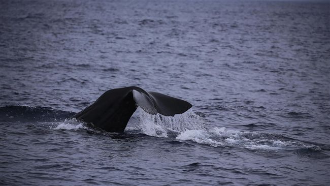 迷途的鯨魚　日網集氣盼「淀醬」重返大海