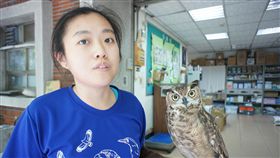 動物教育大使　美洲鵰鴞大角受歡迎行政院農業委員會特有生物研究保育中心野生動物急救站舉辦「野生動物大使教育活動」，動物教育大使美洲鵰鴞「大角」（圖）是「野生動物S.O.S.」及「空中霸主」棄養及猛禽教案主角，急救站野生動物保育員張雅林表示，多年授課經驗讓「大角」不會怕人，深受歡迎。中央社記者蕭博陽南投縣攝　107年6月16日