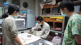 動物救傷照養　全年無休任務重行政院農業委員會特有生物研究保育中心野生動物急救站19名人力每年治療500到600多隻受傷野生動物，收容超過2000隻，工作還有動物復健、收容、餵養等，並執行多項研究計畫，任務繁重。中央社記者蕭博陽南投縣攝　107年6月16日