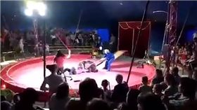 影／馬戲團悲歌！黑熊「罷工」慘遭工作人員毒打　圖／翻攝自YouTube