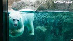 北海道旭山動物園,北極熊。（圖／記者馮珮汶攝）