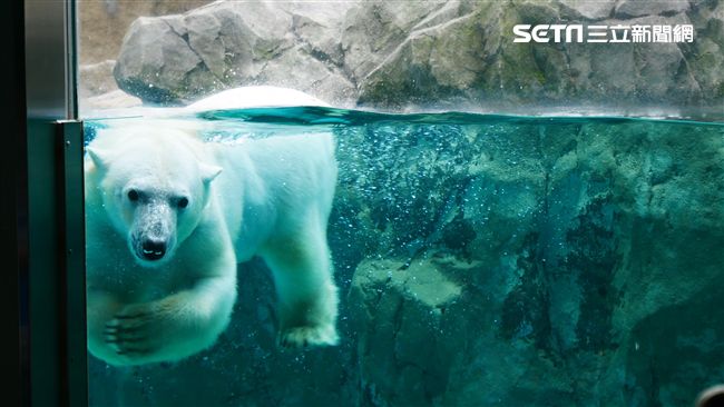 北海道旭山動物園可以看到北極熊游泳。（圖／記者馮珮汶攝）