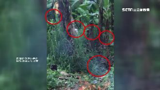 他端午回鄉撿骨…香蕉園驚見白影頭顱