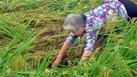 連日雨　東部水稻倒伏嚴重從端午節前開始，台東地區連下多天雨勢，水稻陸續傳出災情，台東縱谷地區稻作倒伏情形嚴重，農民19日趁著雨勢稍歇巡視農田受災情形。中央社記者盧太城台東攝　107年6月19日