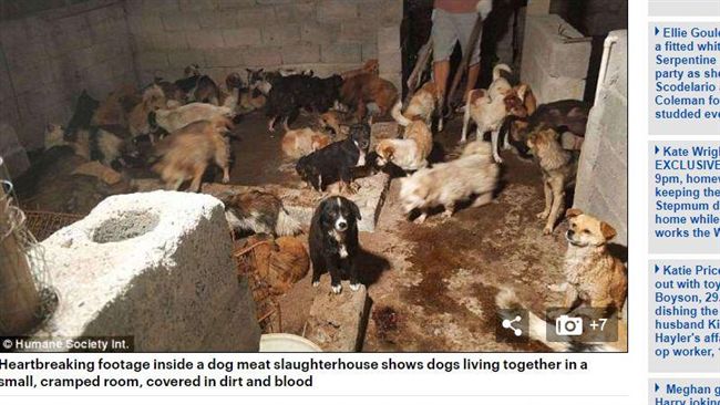狗肉節明登場　屠狗場畫面流出如煉獄