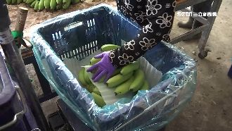 盤商自稱被打怪蕉價　同業出面爆內幕