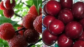 水果、李子、楊梅。（組圖／翻攝自Pixabay、健康好生活YouTube）