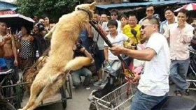 廣西玉林「狗肉節」,狗狗,毛小孩,宰殺（圖／翻攝自微博）